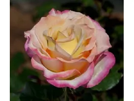 Rosa Sweet Eureka