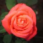 Rose Tanorstar