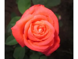 Rose Tanorstar