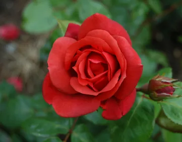 Rosa Terracotta