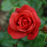 Rosa Terracotta