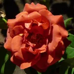 Rosa Terracotta