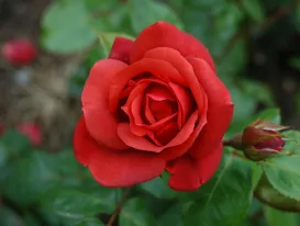 Rosa Terracotta