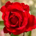 Rose Traumfrau