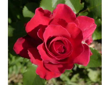 Rosa Victor Hugo