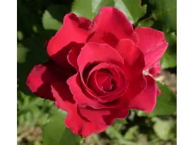 Rosa Victor Hugo