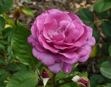 Rosa Violette Parfumée