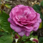 Rosa Violette Parfumée