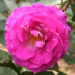 Rosa Violette Parfumée