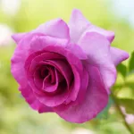 Rosa Violette Parfumée