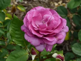 Rosa Violette Parfumée