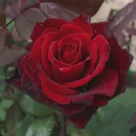 Rose ad alberello Grand Chateaux - Barkarole