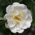 Alba semi-Plena