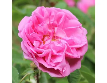 Autumn Damask - Quatre Saisons – Rosa damascena perpetua