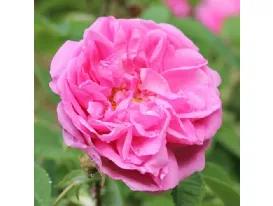 Autumn Damask - Quatre Saisons – Rosa damascena perpetua