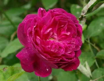 Rosa Beau Narcisse