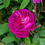 Rosa Beau Narcisse