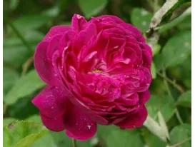 Rosa Beau Narcisse