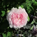 Rosa Belle Isis