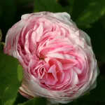 Rosa Belle Isis