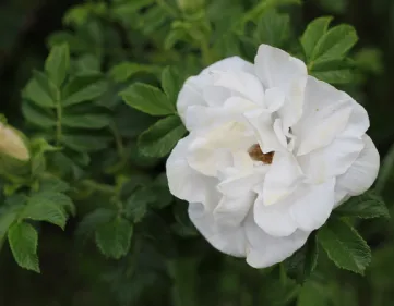 Rosa Blanc Double de Coubert