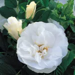 Rosa Blanc Double de Coubert
