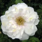 Rosa Blanc Double de Coubert