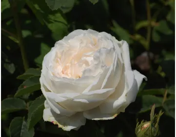 Rosa Blanchefleur