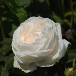 Rosa Blanchefleur