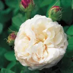 Rosa Blanchefleur