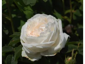 Rosa Blanchefleur