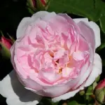 Blush Noisette