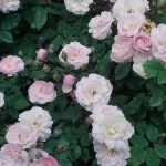 Blush Noisette