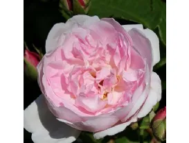 Blush Noisette