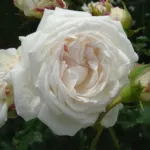 Rosa Boule de Neige