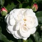 Rosa Boule de Neige