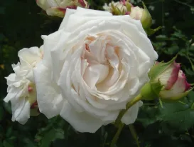 Rosa Boule de Neige