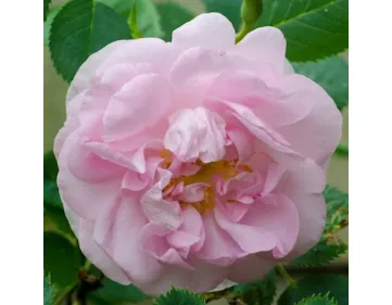 Celestial - Céleste -Minden Rose