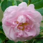 Celestial - Céleste -Minden Rose