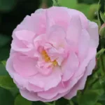 Celestial - Céleste -Minden Rose