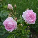 Celestial - Céleste -Minden Rose