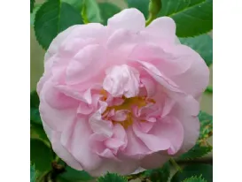 Celestial - Céleste -Minden Rose