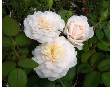 Rose Colonial White Sombreuil