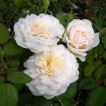 Rose Colonial White Sombreuil