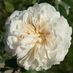 Rose Colonial White Sombreuil