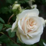 Rose Colonial White Sombreuil