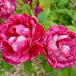 Rose Commandant Beaurepaire