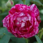 Rose Commandant Beaurepaire