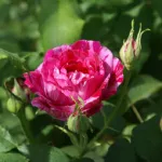 Rose Commandant Beaurepaire