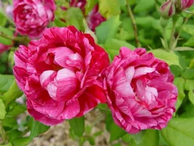 Rose Commandant Beaurepaire